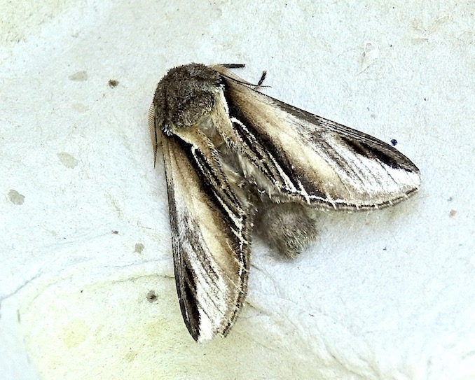 swallow prominent